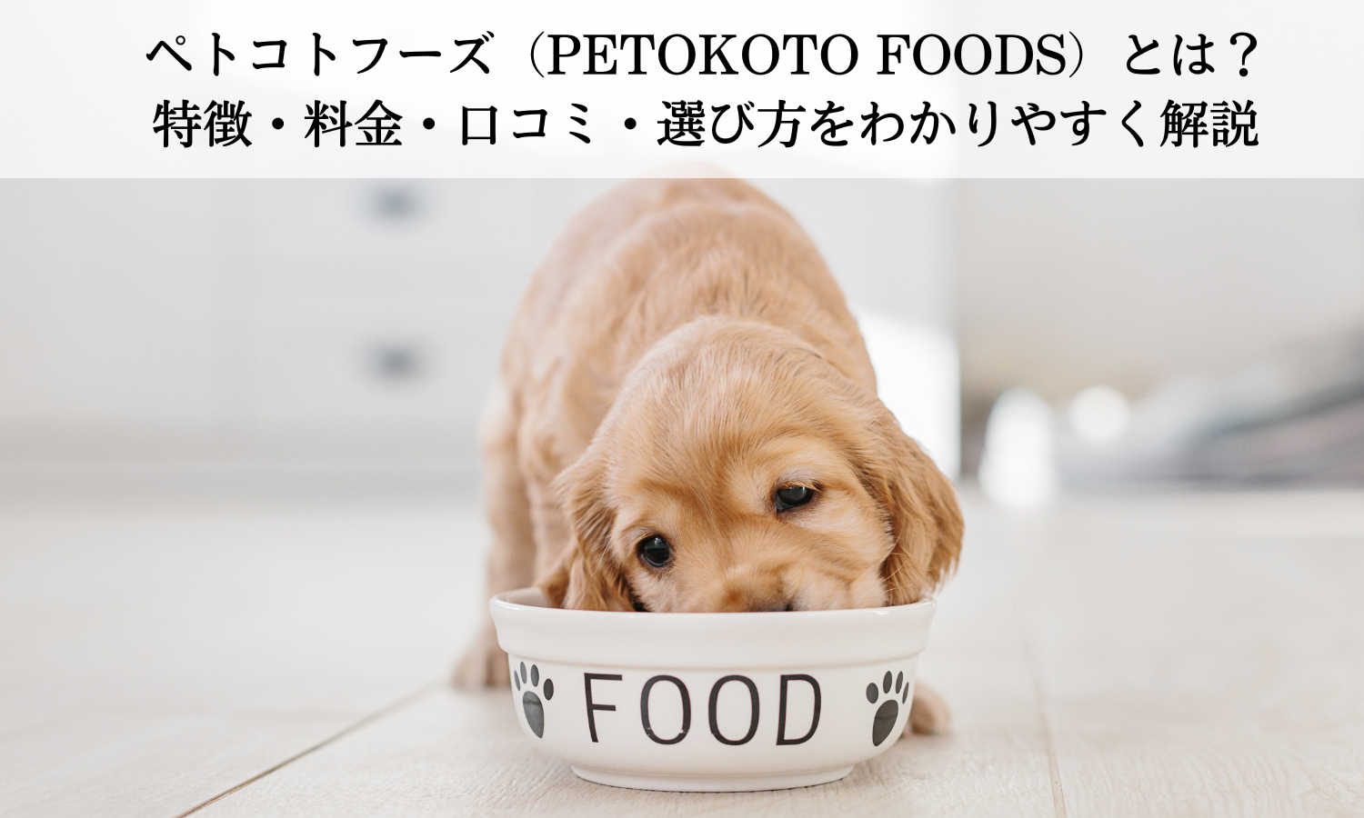 ペトコトフーズ（PETOKOTO FOODS）とは？特徴・料金・口コミ・選び方をわかりやすく解説
